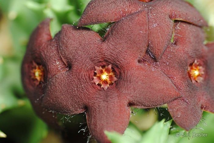 Orbea melanantha | PlantZAfrica
